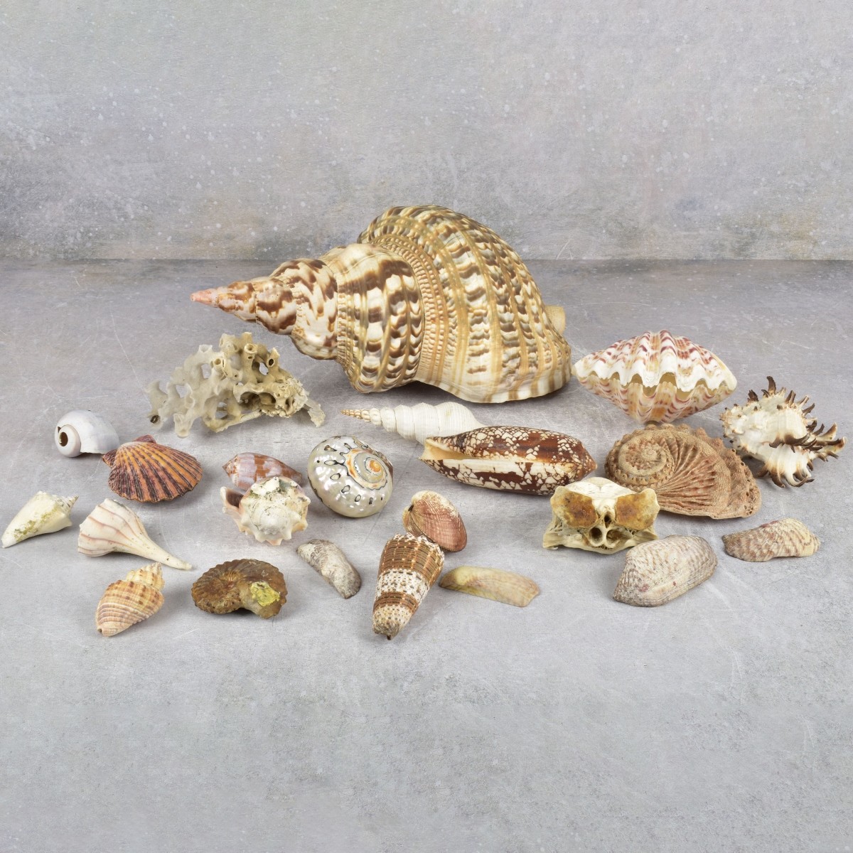 Collection of Natural Sea Shells