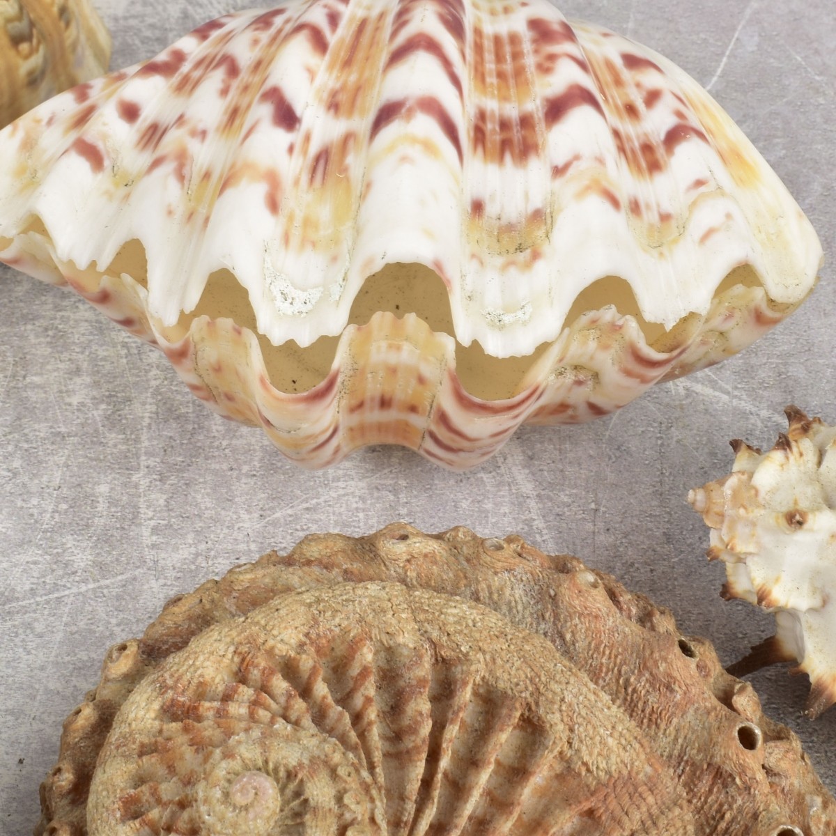 Collection of Natural Sea Shells