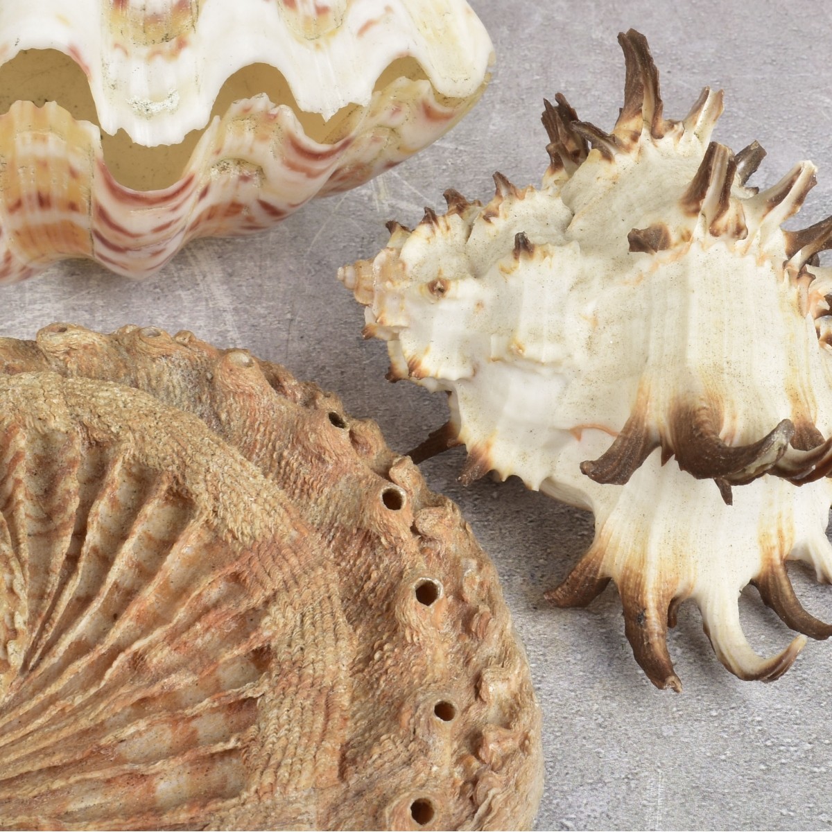 Collection of Natural Sea Shells