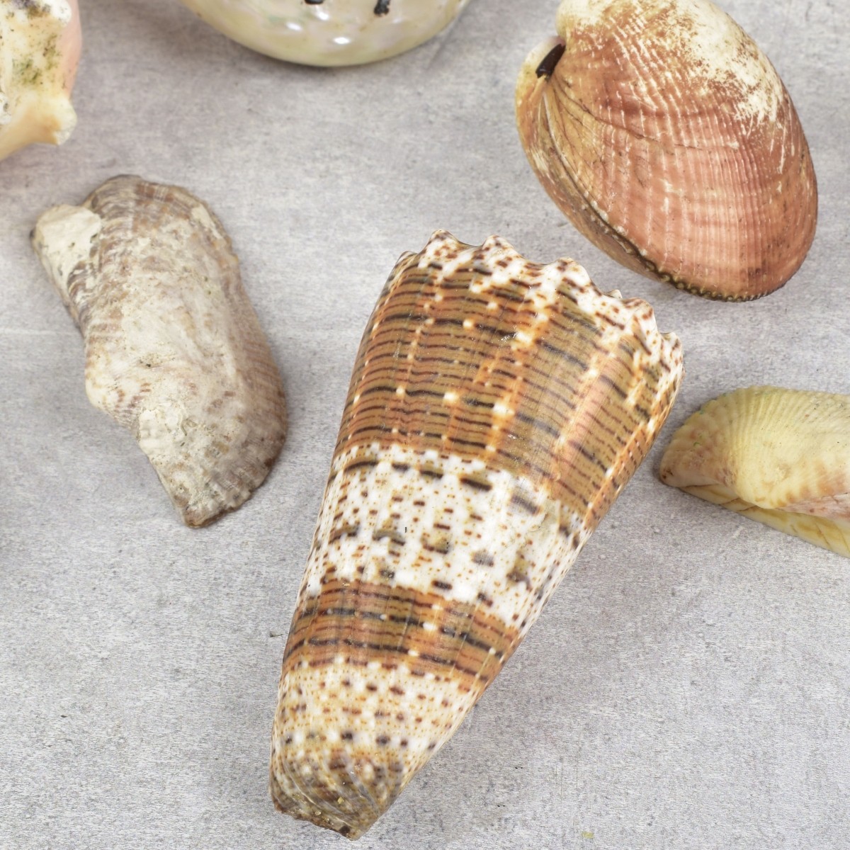 Collection of Natural Sea Shells