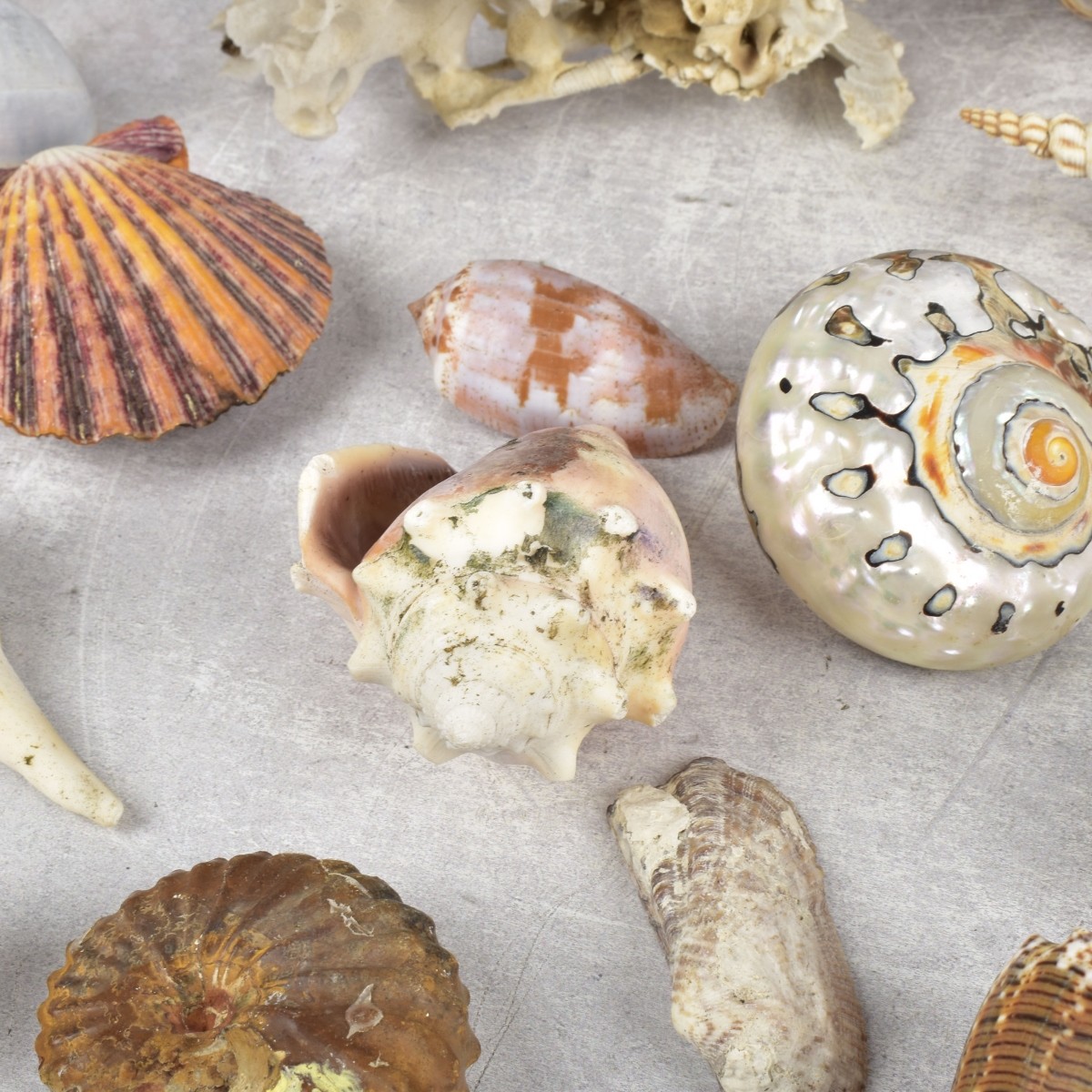 Collection of Natural Sea Shells