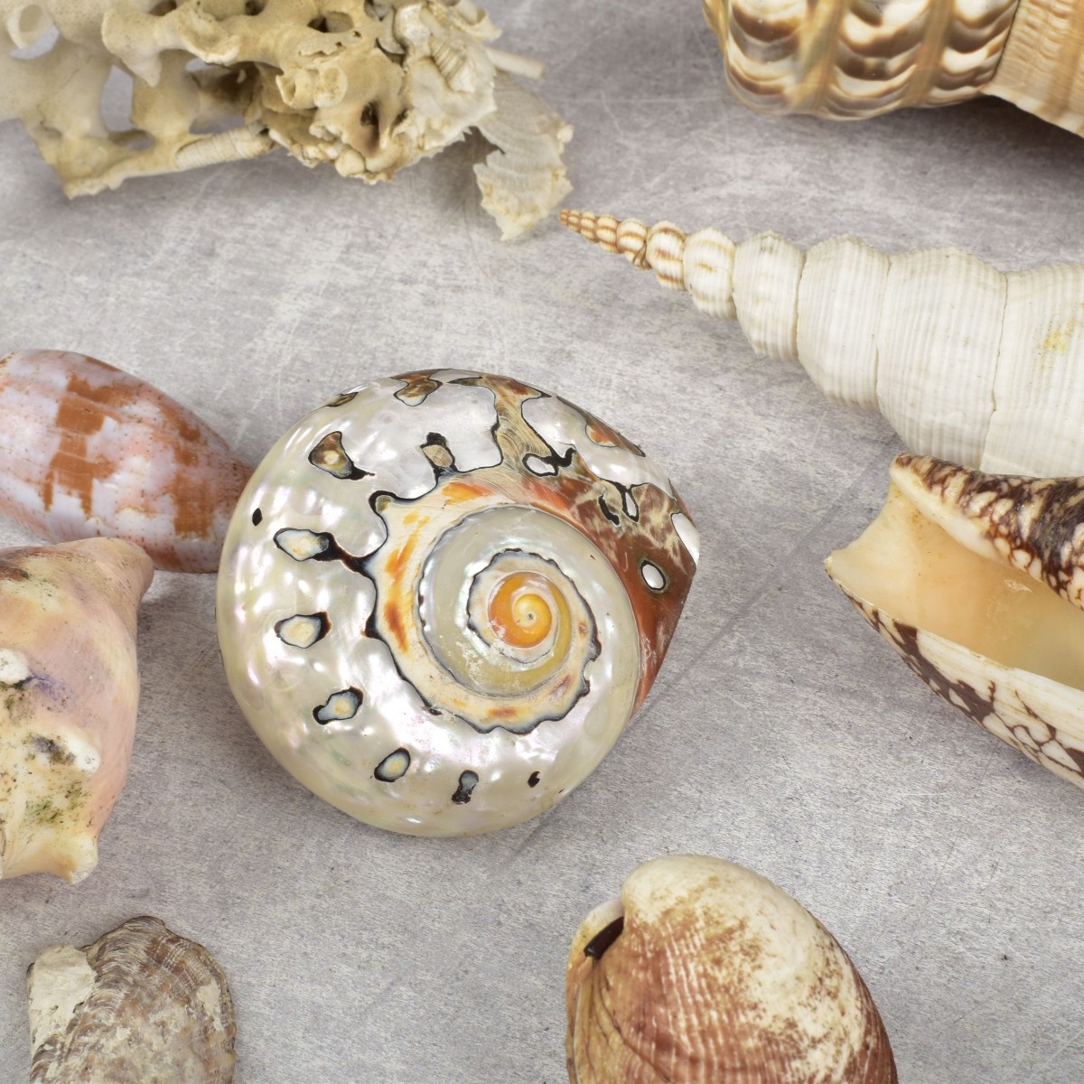 Collection of Natural Sea Shells