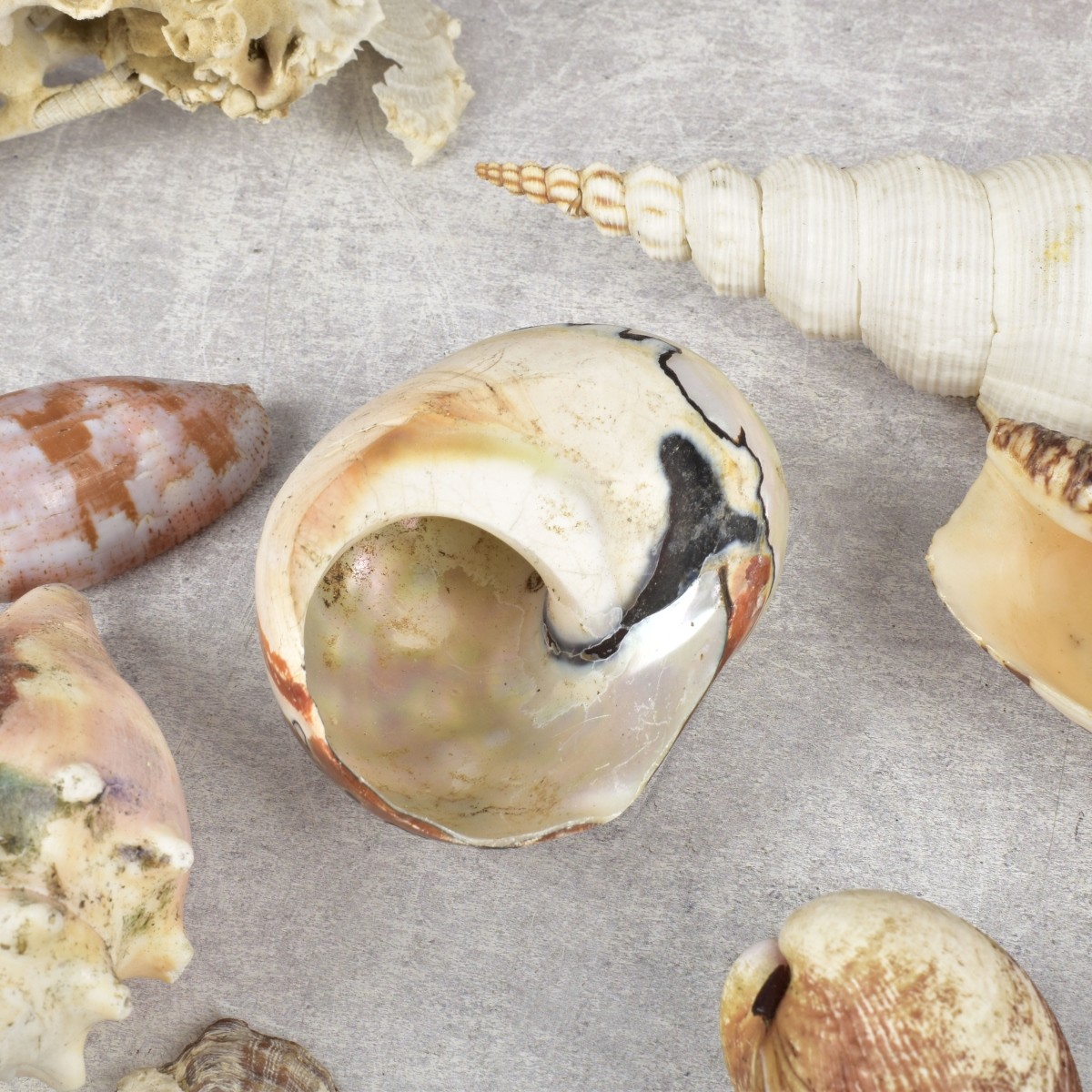 Collection of Natural Sea Shells