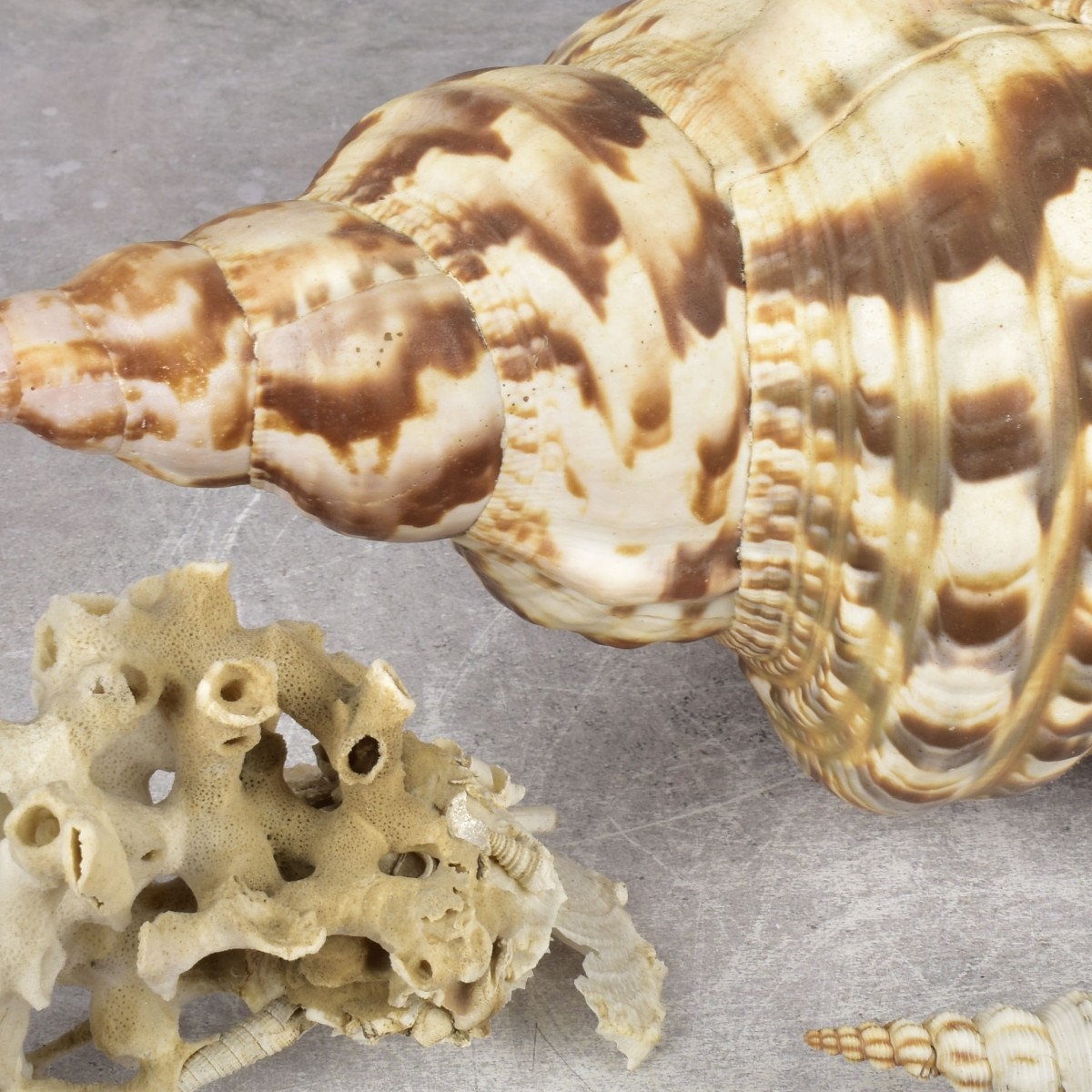 Collection of Natural Sea Shells