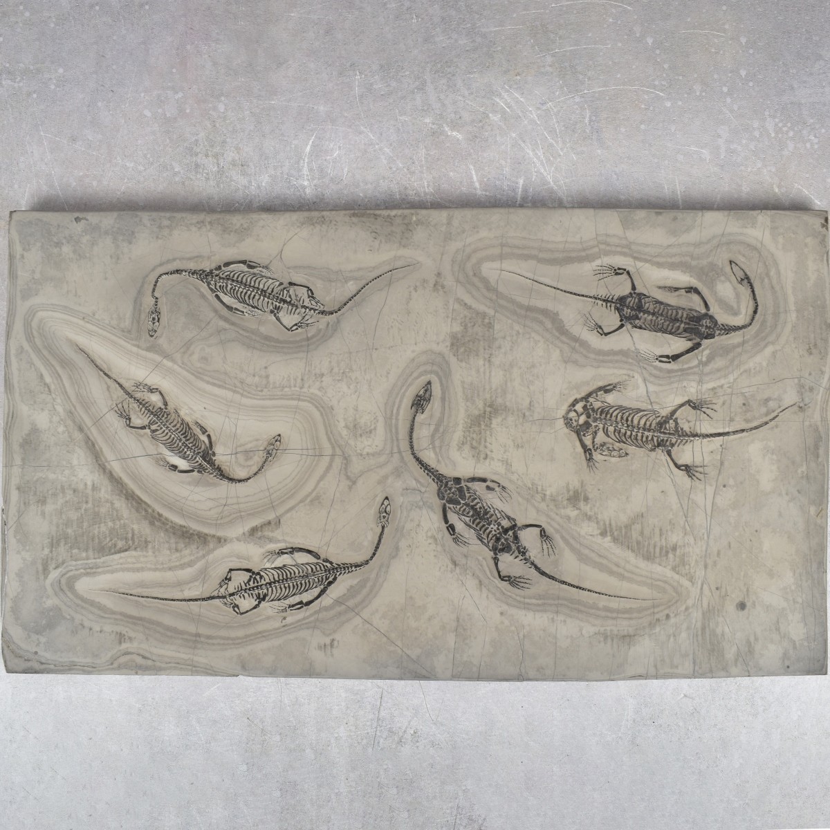 Fossilized Aquatic Reptiles