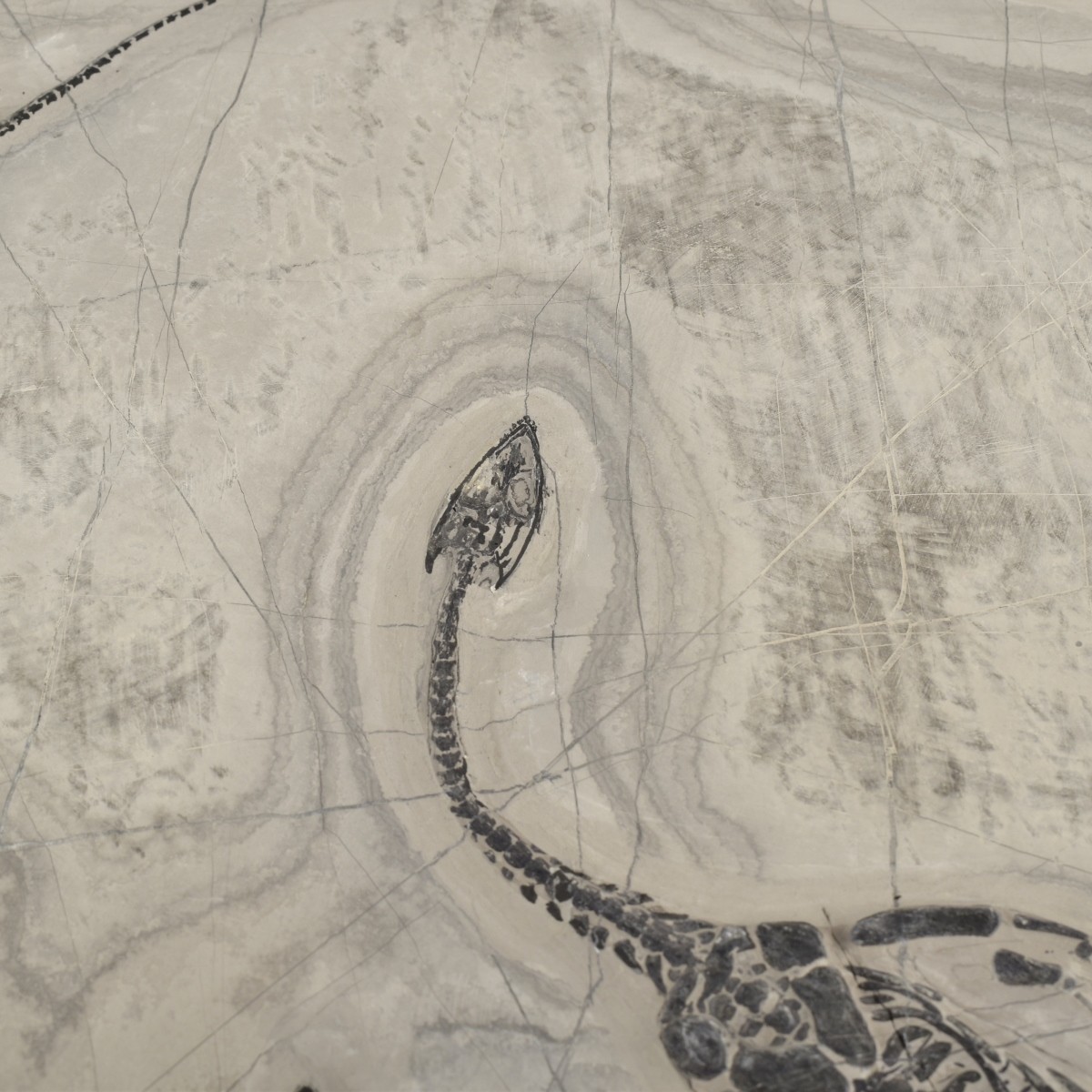 Fossilized Aquatic Reptiles