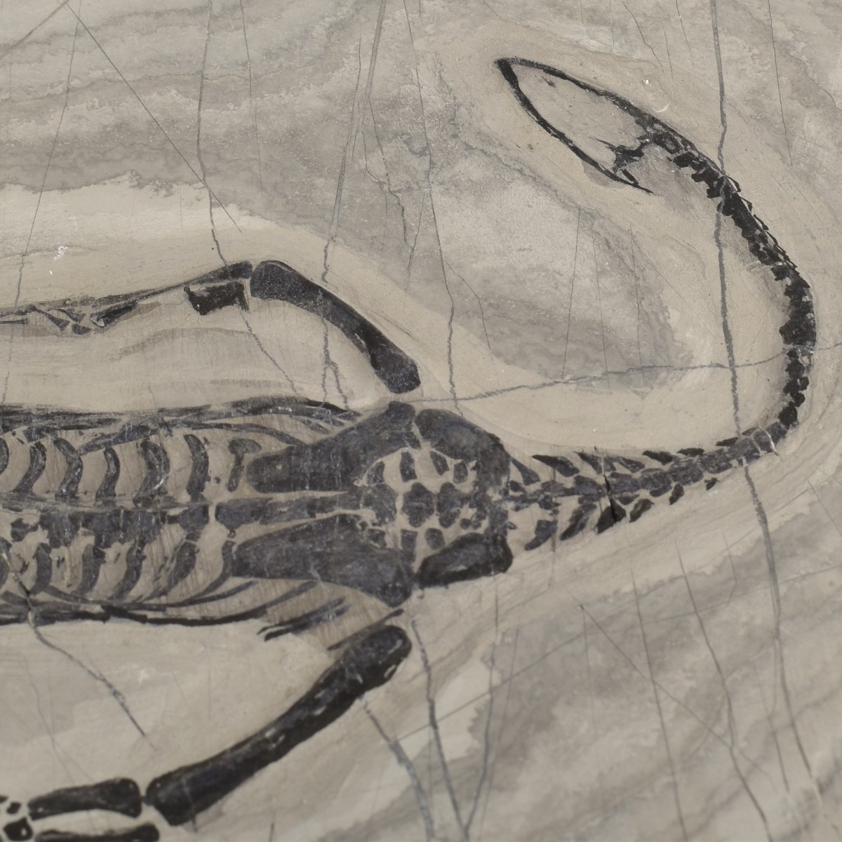 Fossilized Aquatic Reptiles