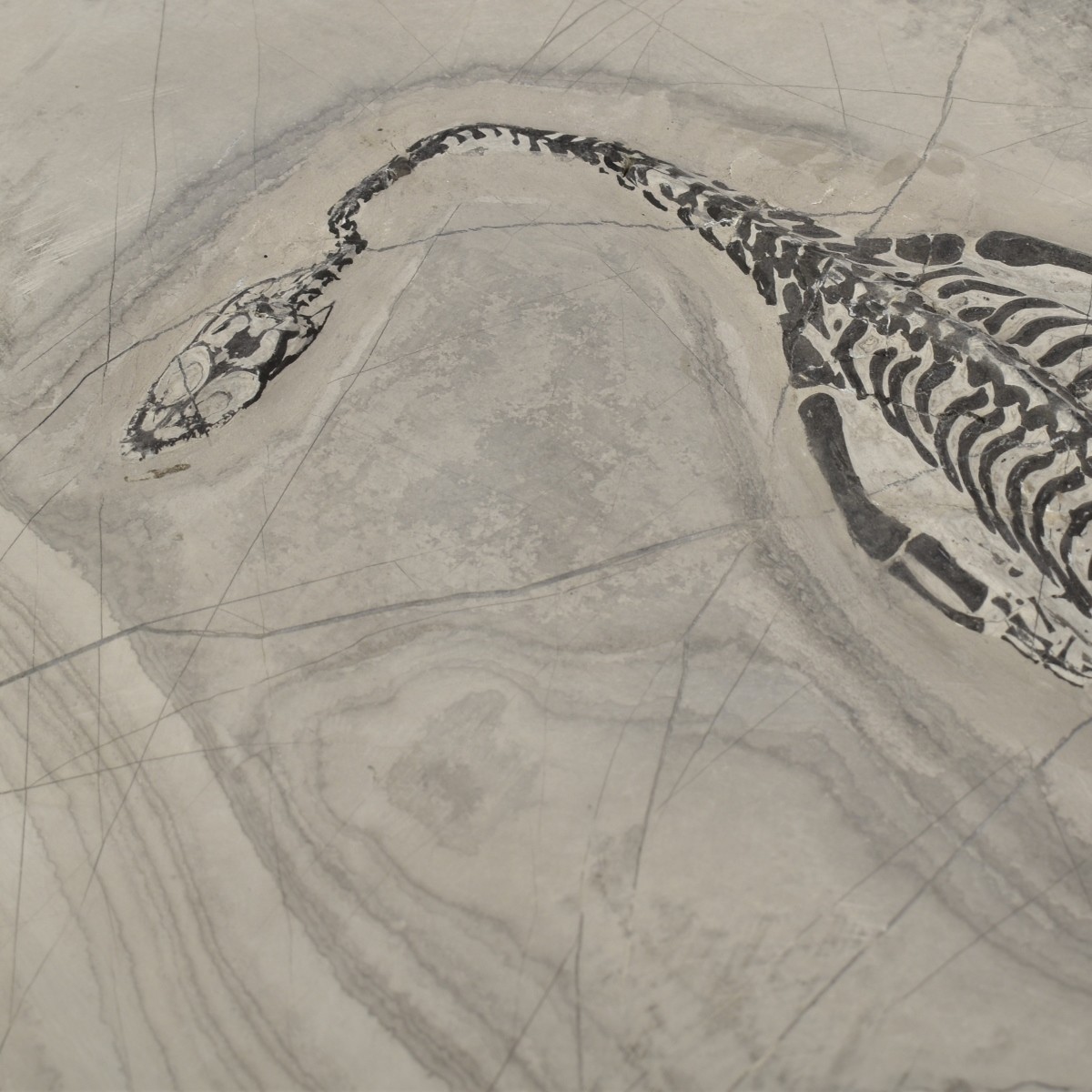 Fossilized Aquatic Reptiles