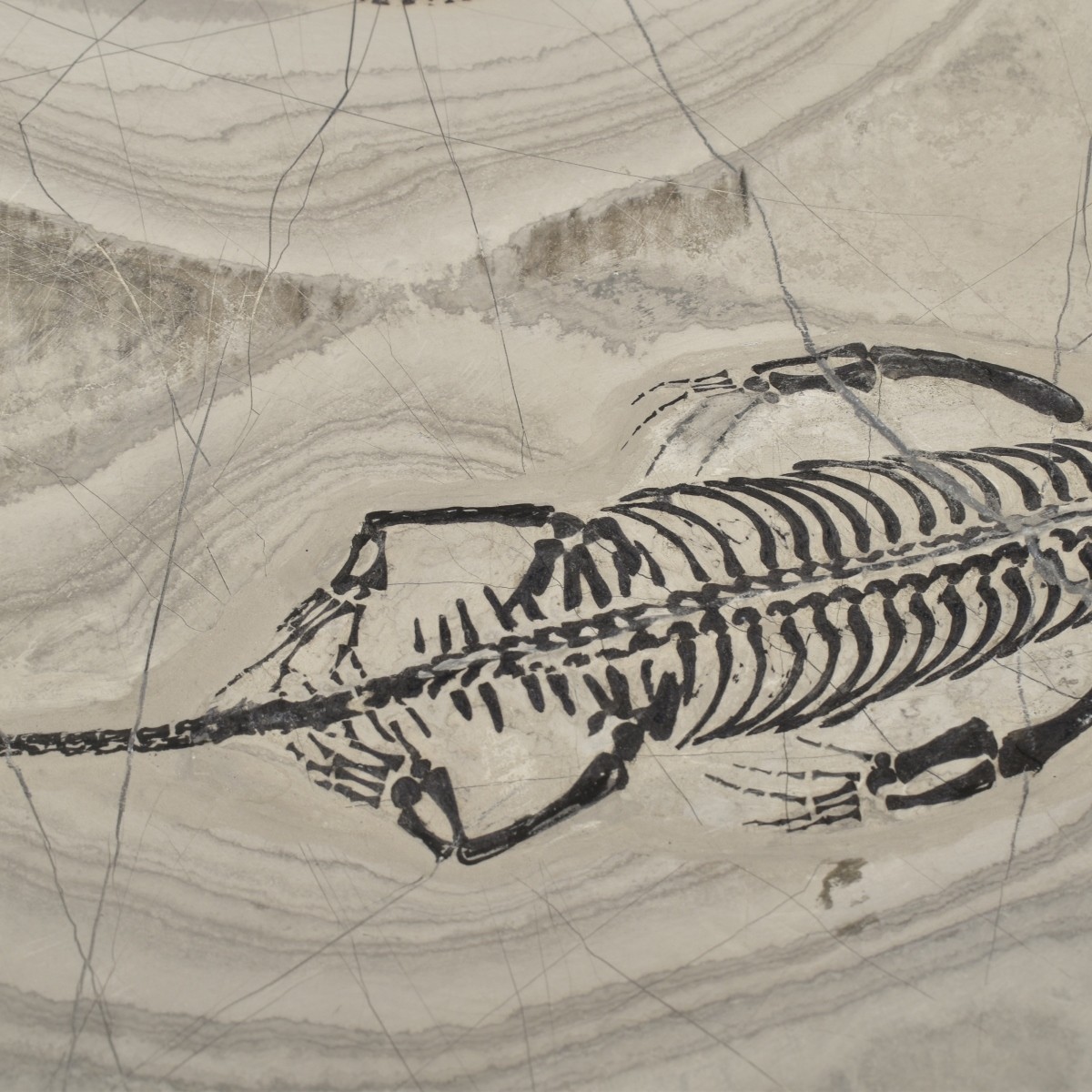 Fossilized Aquatic Reptiles