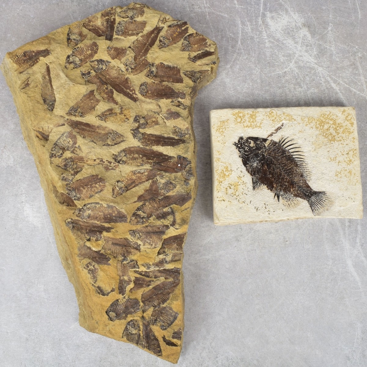 Prehistoric Fish Fossil Slabs