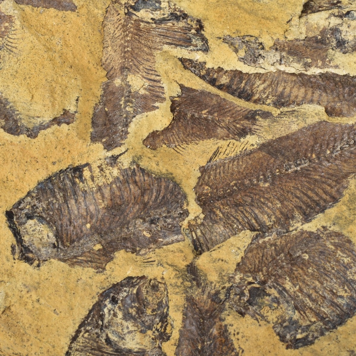 Prehistoric Fish Fossil Slabs