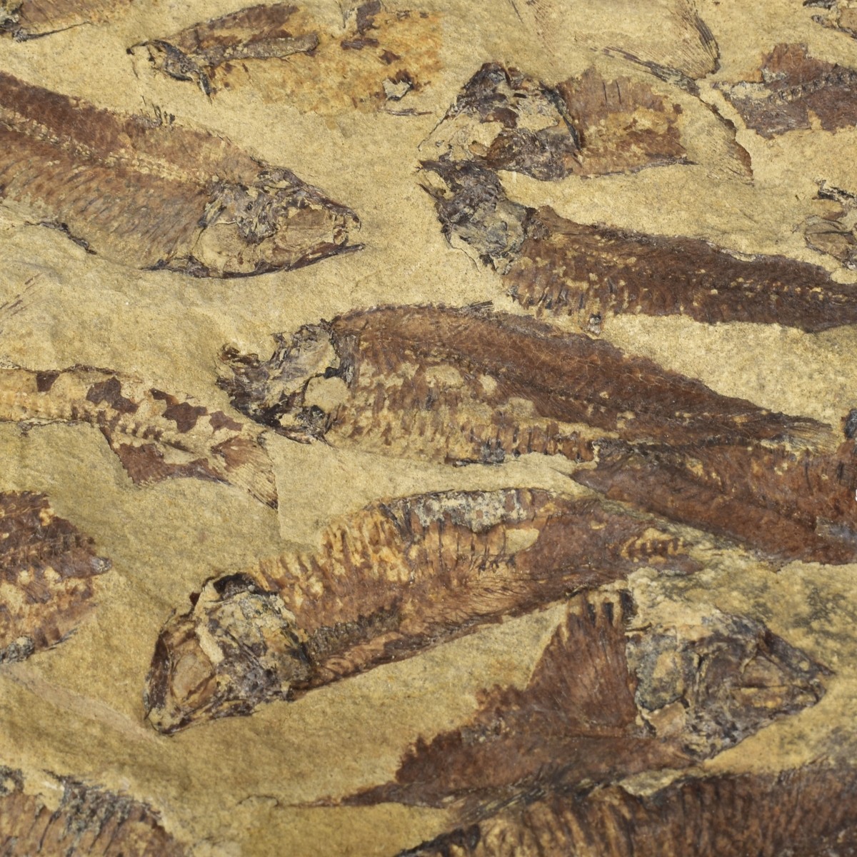 Prehistoric Fish Fossil Slabs