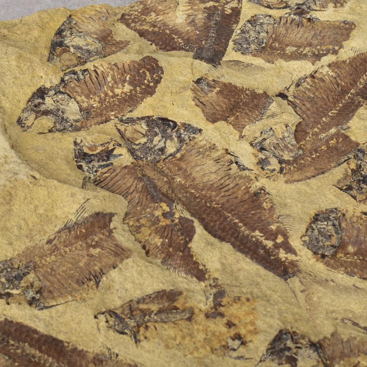 Prehistoric Fish Fossil Slabs