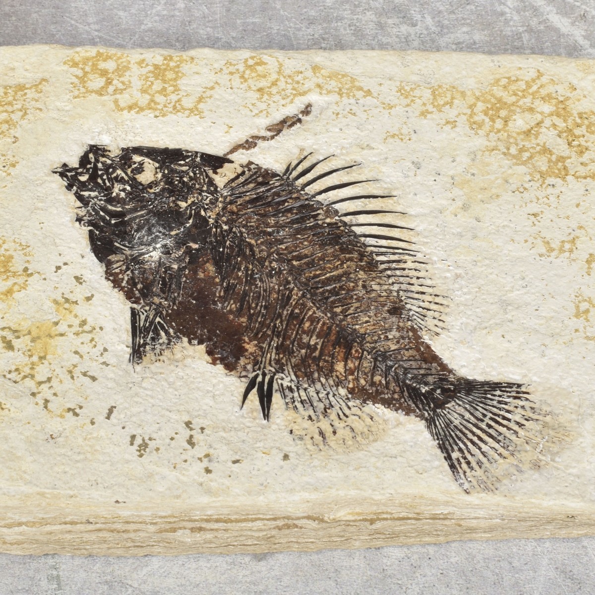 Prehistoric Fish Fossil Slabs