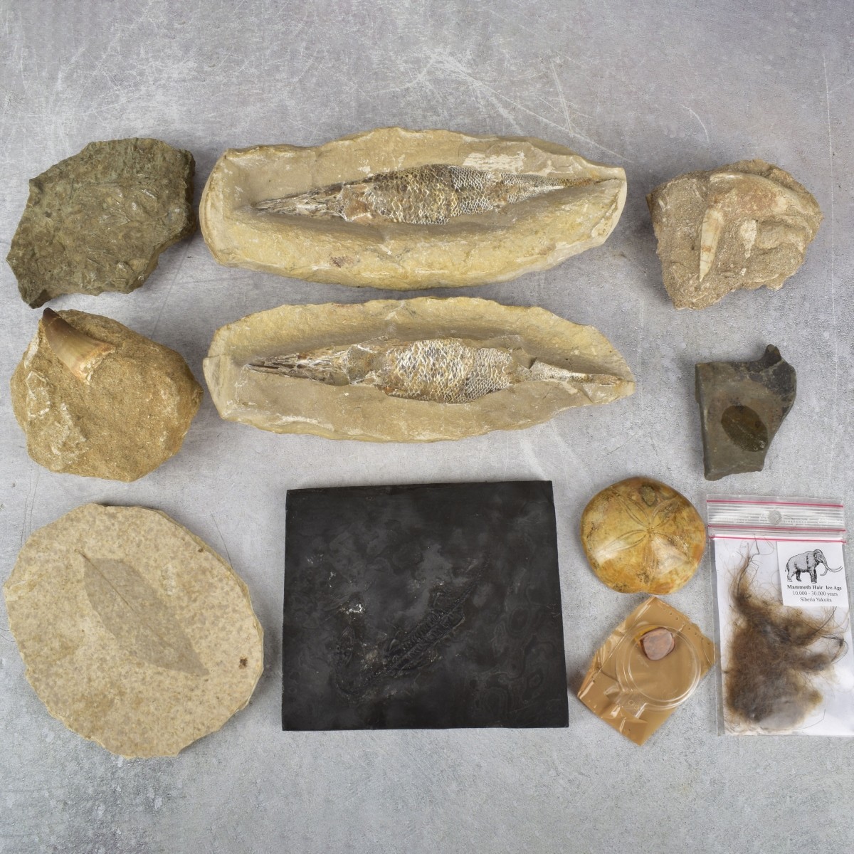 Prehistoric Fossils and Amber Specimen