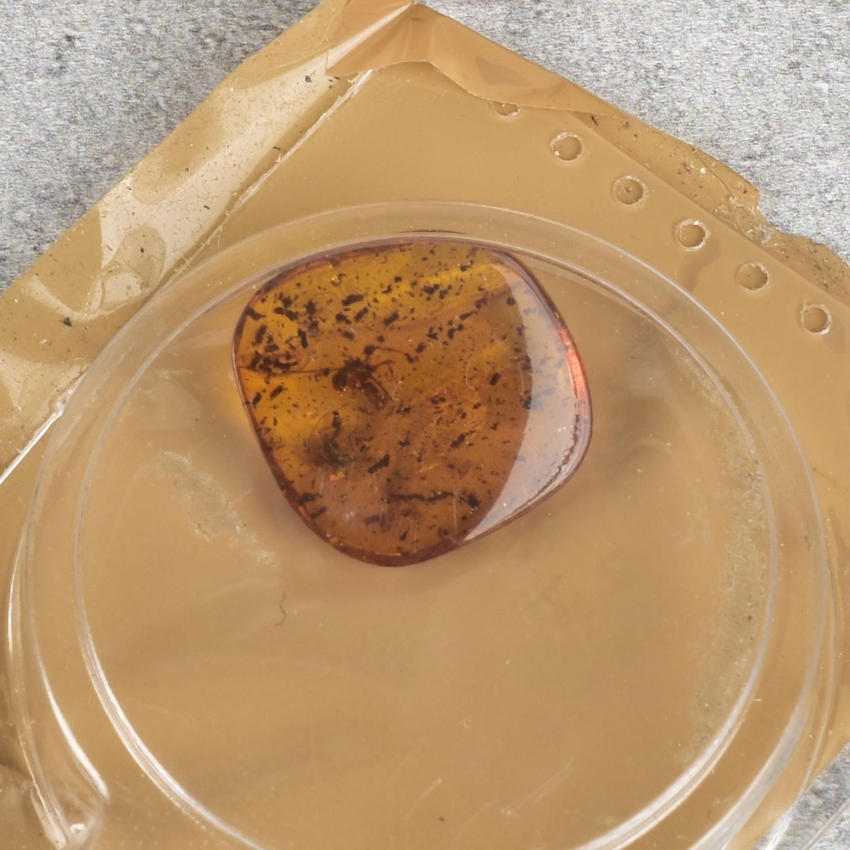 Prehistoric Fossils and Amber Specimen