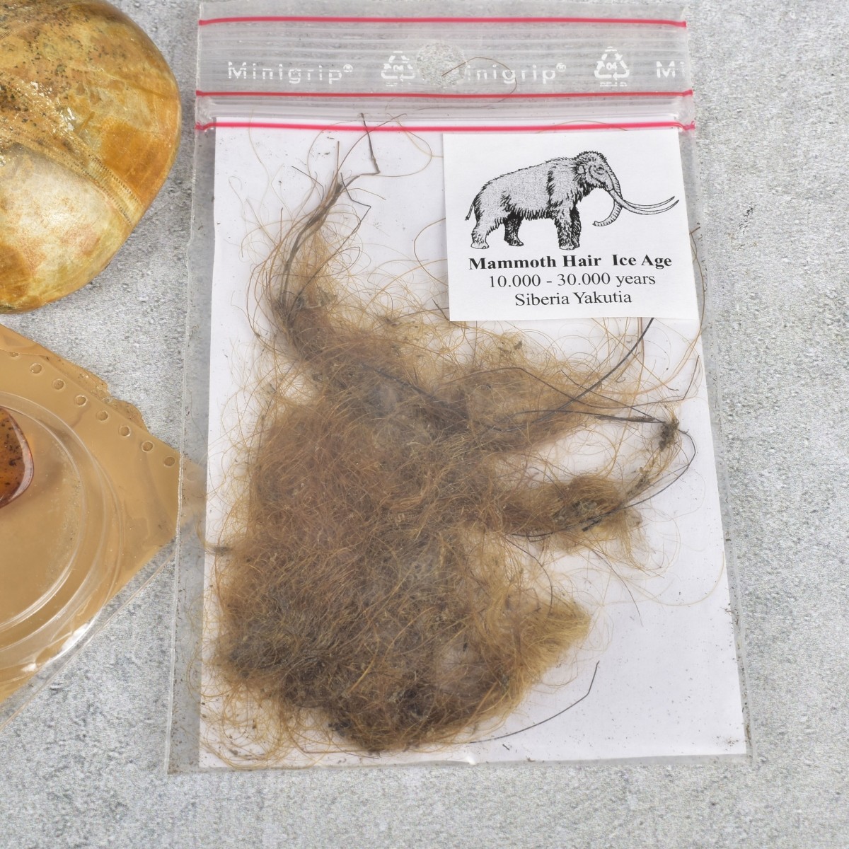 Prehistoric Fossils and Amber Specimen