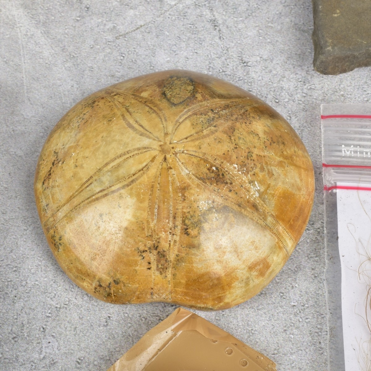 Prehistoric Fossils and Amber Specimen