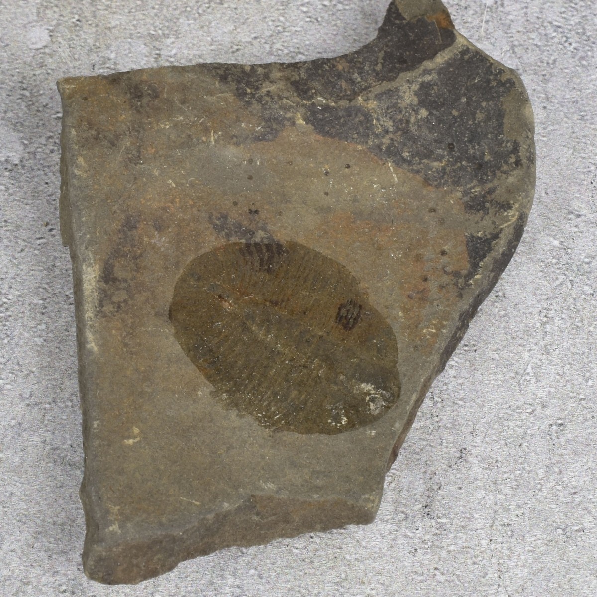 Prehistoric Fossils and Amber Specimen