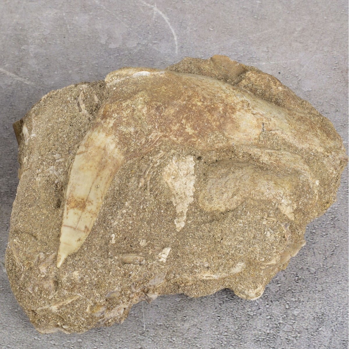 Prehistoric Fossils and Amber Specimen