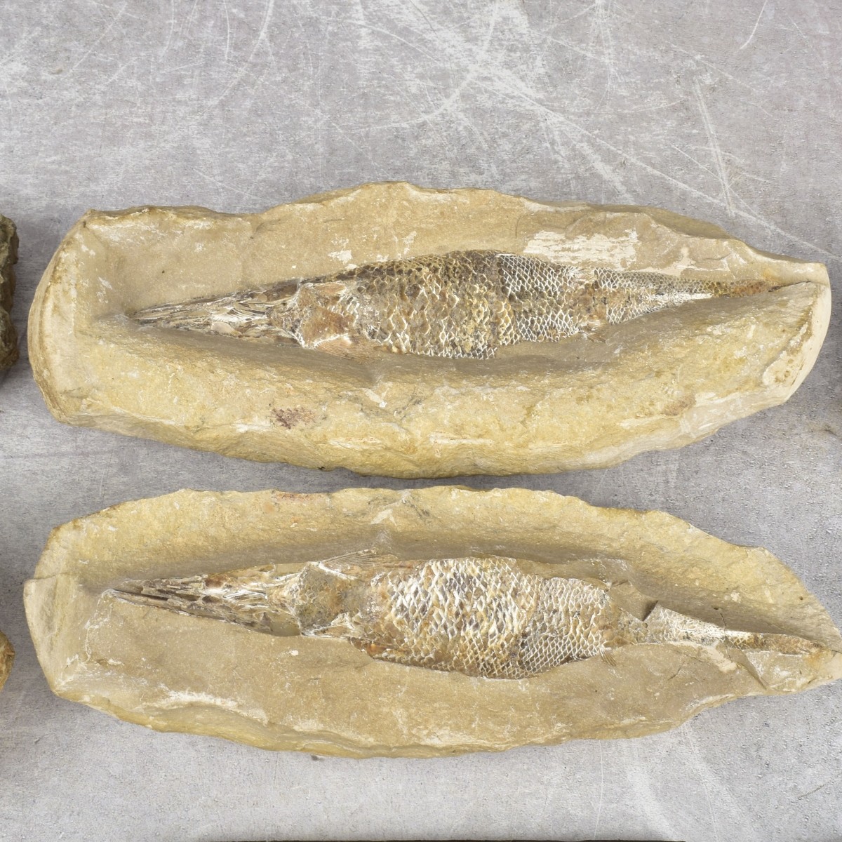 Prehistoric Fossils and Amber Specimen