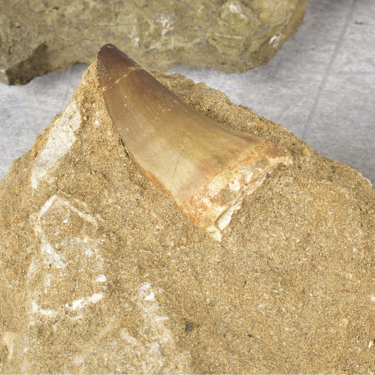 Prehistoric Fossils and Amber Specimen