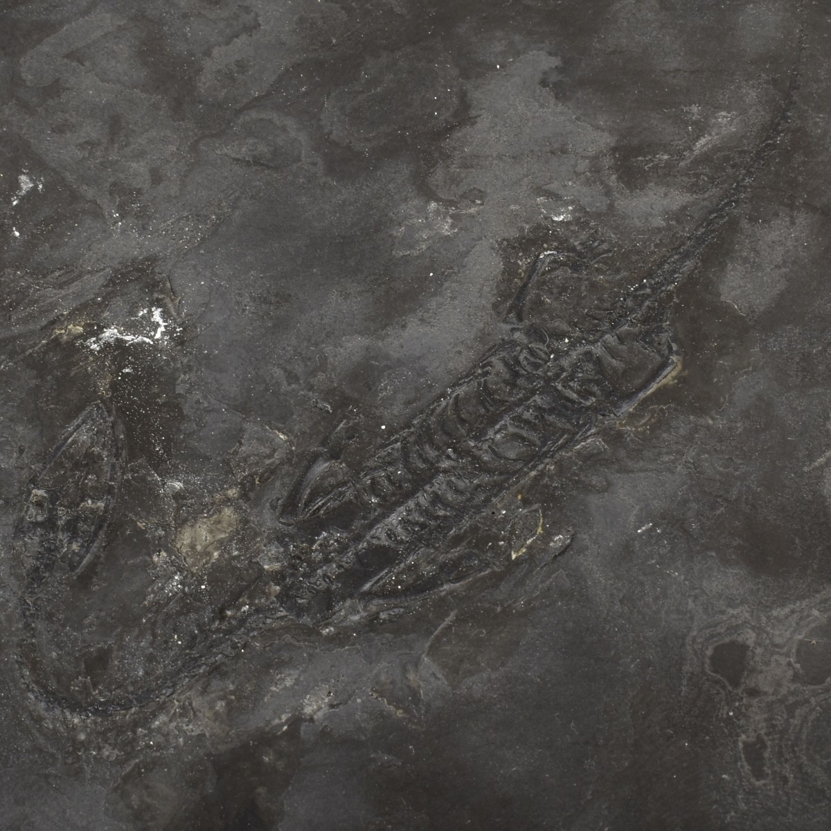 Prehistoric Fossils and Amber Specimen
