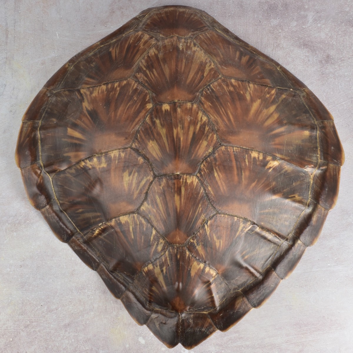 Natural Carapace Shell