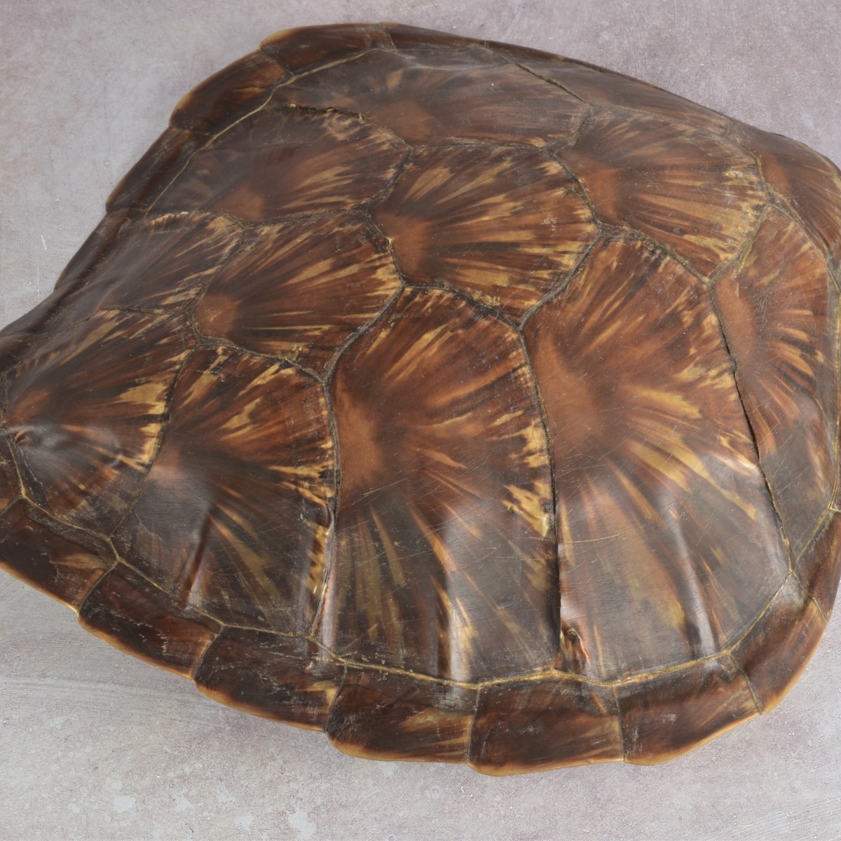 Natural Carapace Shell