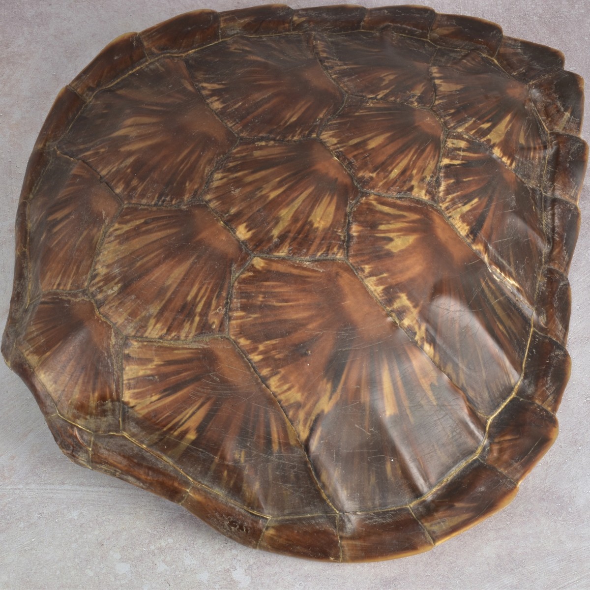 Natural Carapace Shell