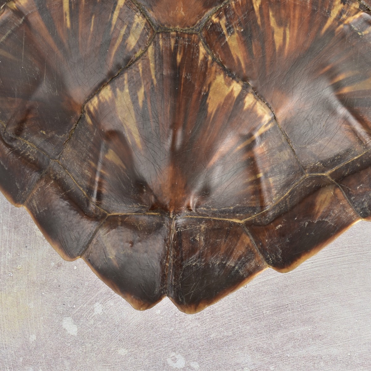 Natural Carapace Shell