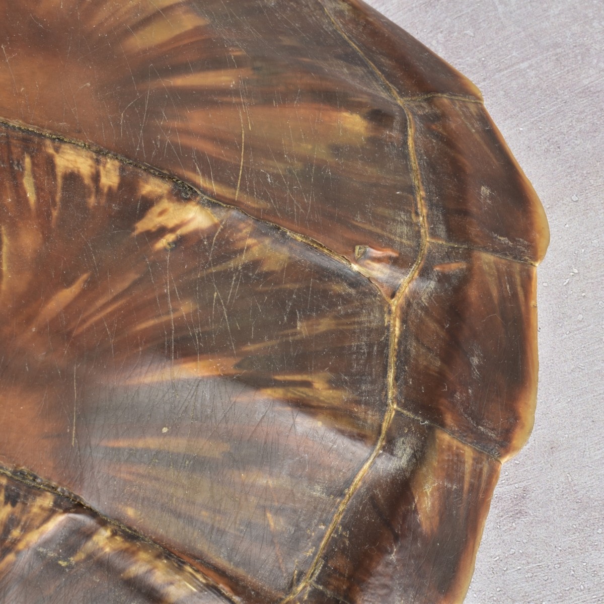 Natural Carapace Shell