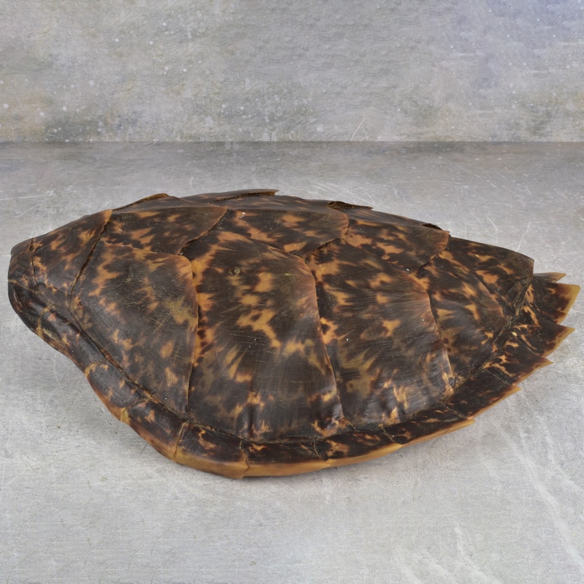 Natural Carapace Shell