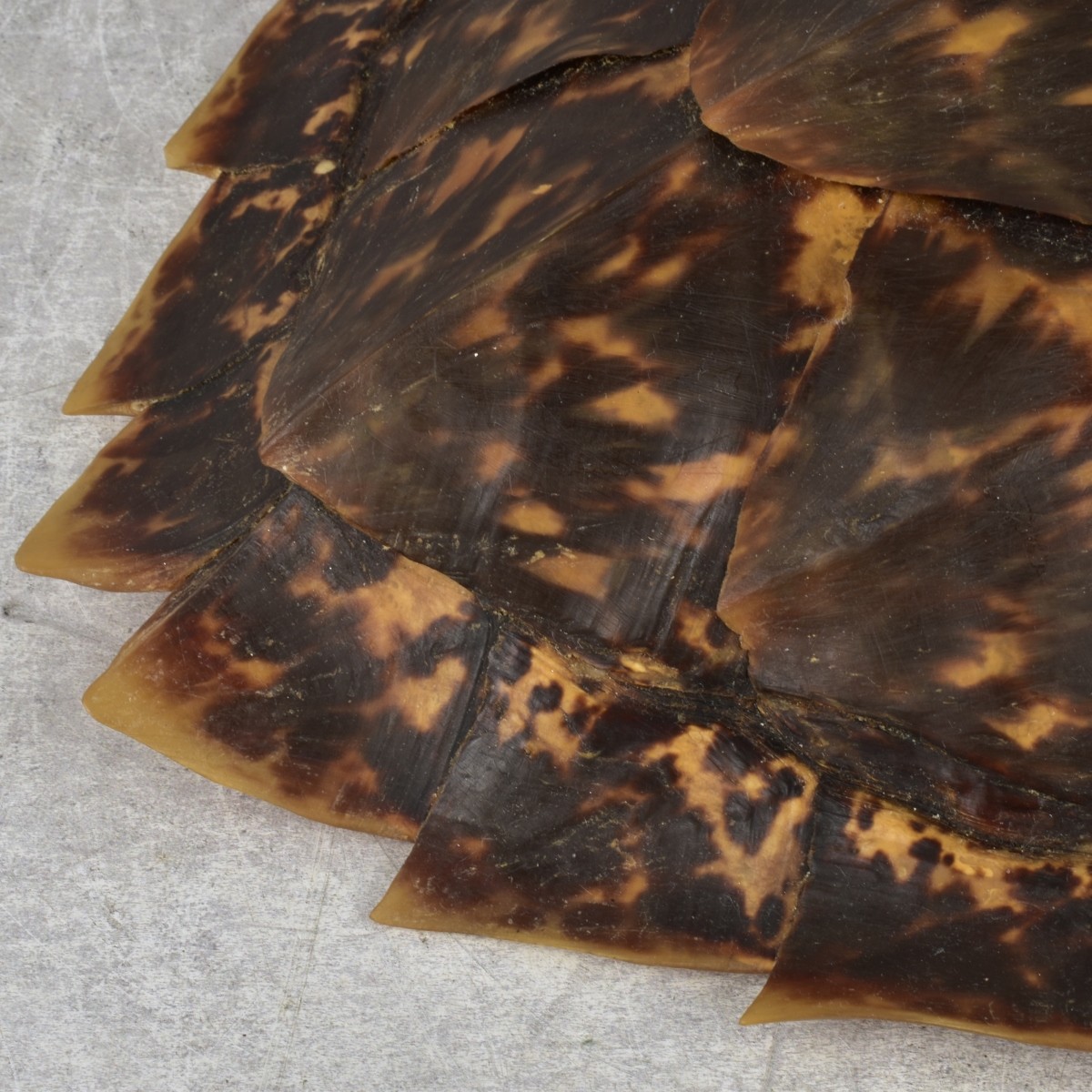 Natural Carapace Shell