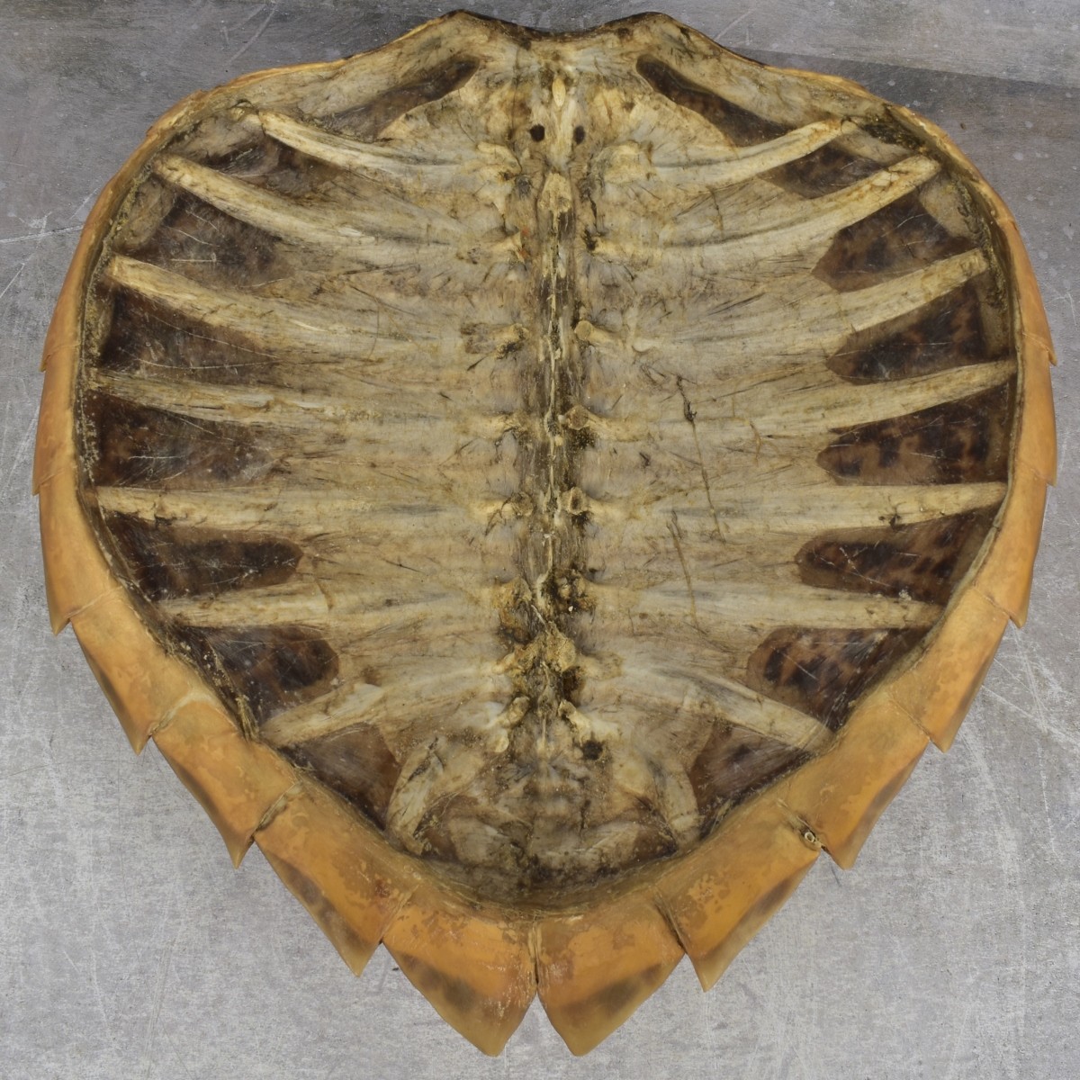 Natural Carapace Shell
