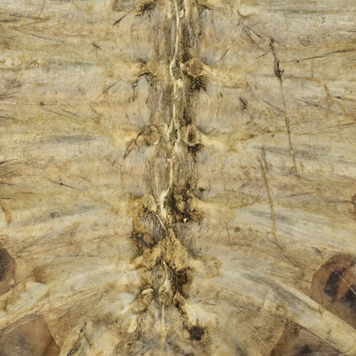 Natural Carapace Shell