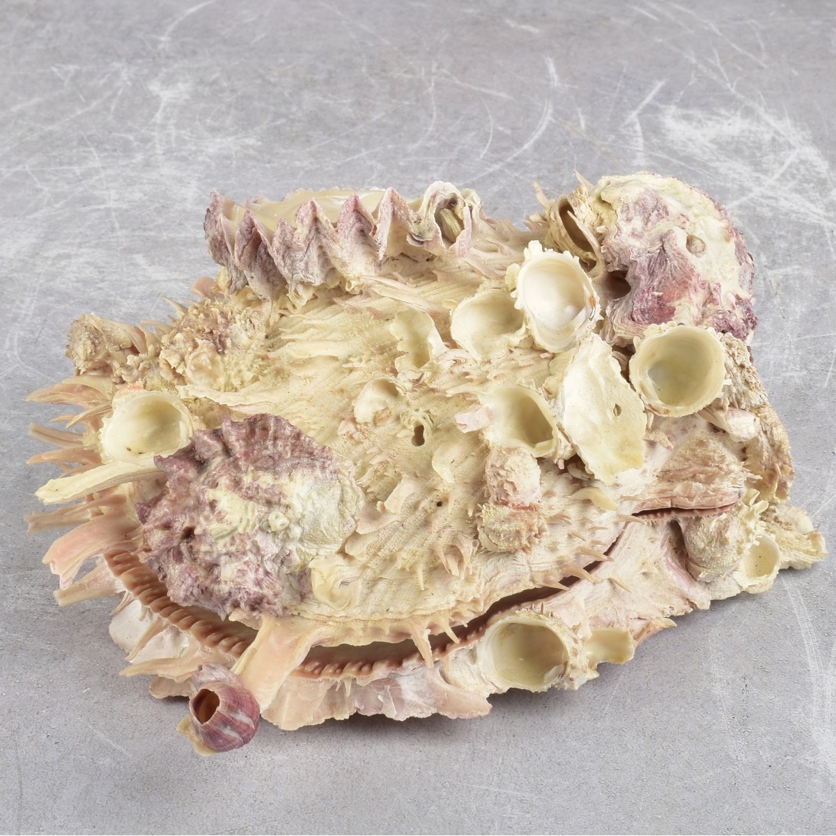 Spiky Oyster Shell and Barnacles