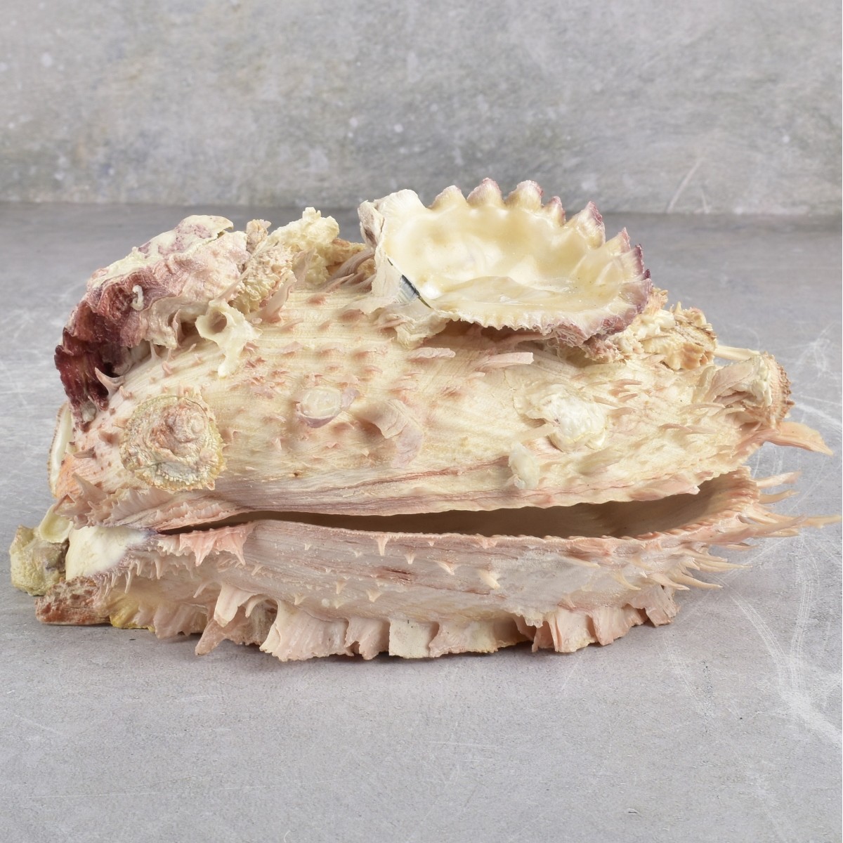 Spiky Oyster Shell and Barnacles