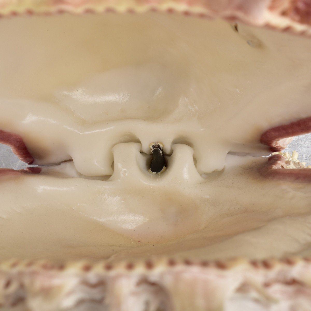Spiky Oyster Shell and Barnacles
