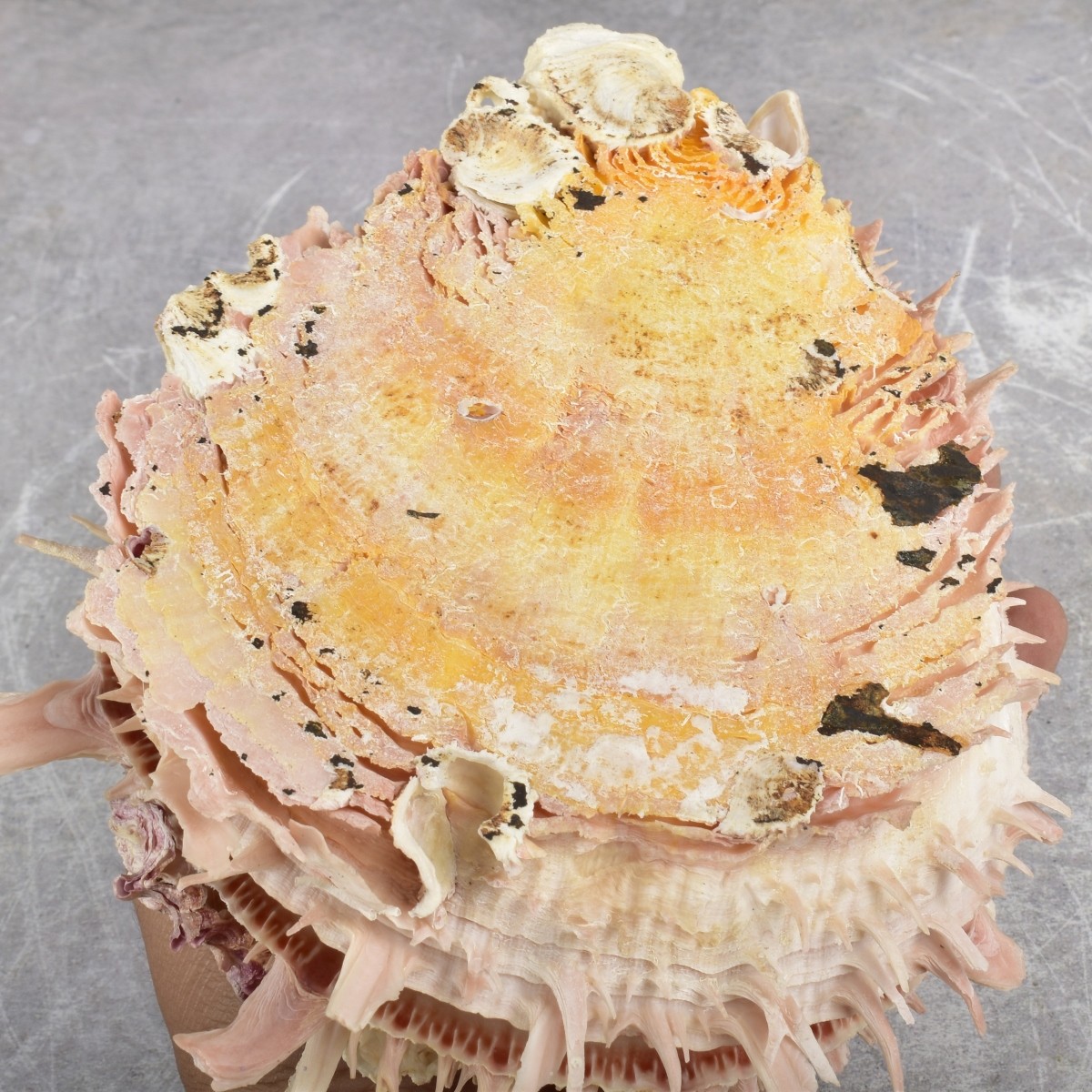 Spiky Oyster Shell and Barnacles