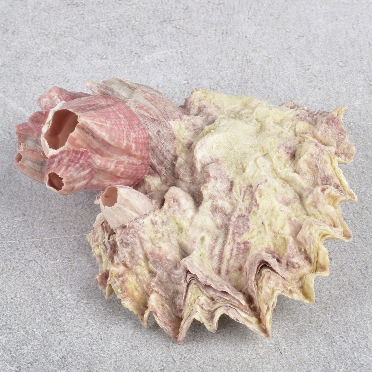 Spiky Oyster Shell and Barnacles