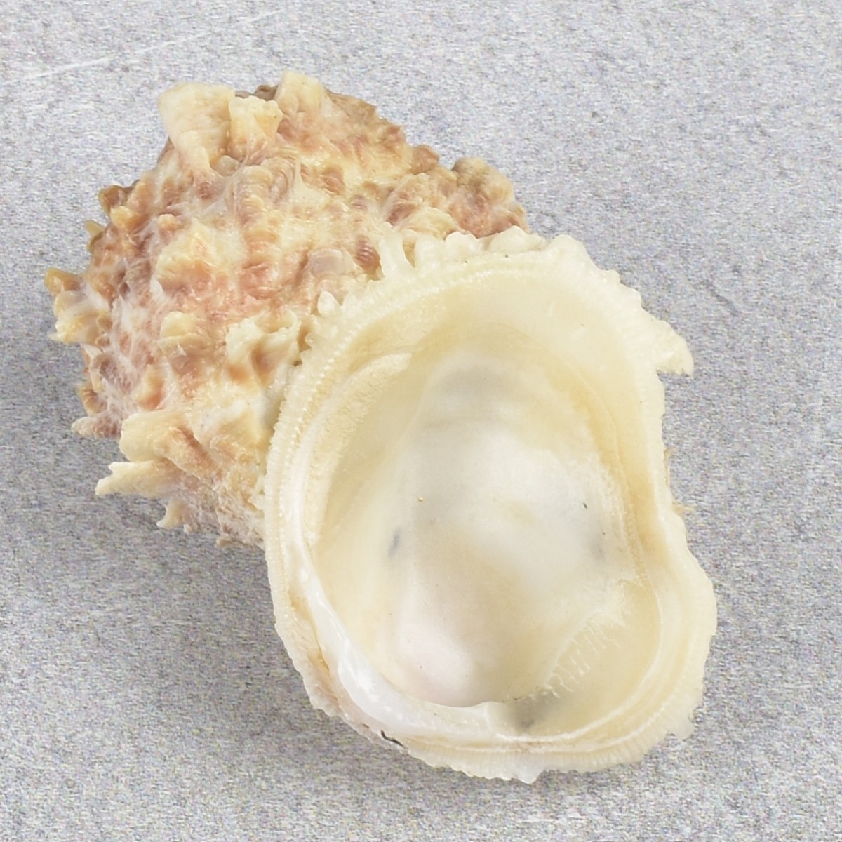 Spiky Oyster Shell and Barnacles