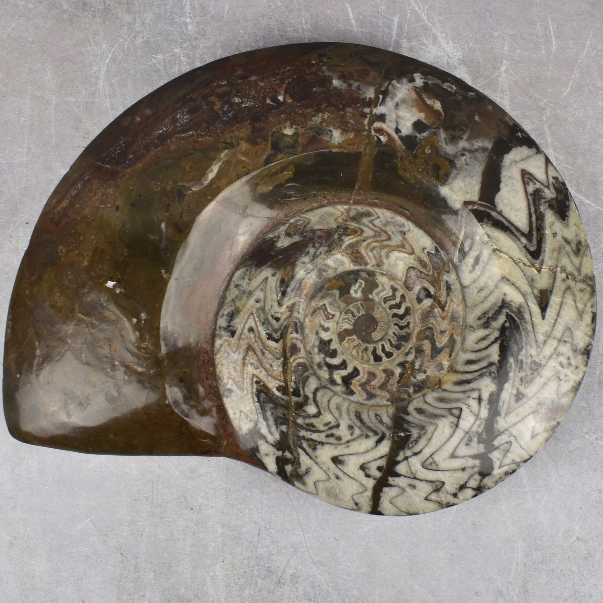 Carved Nautilus Ammonite Fossil Stone