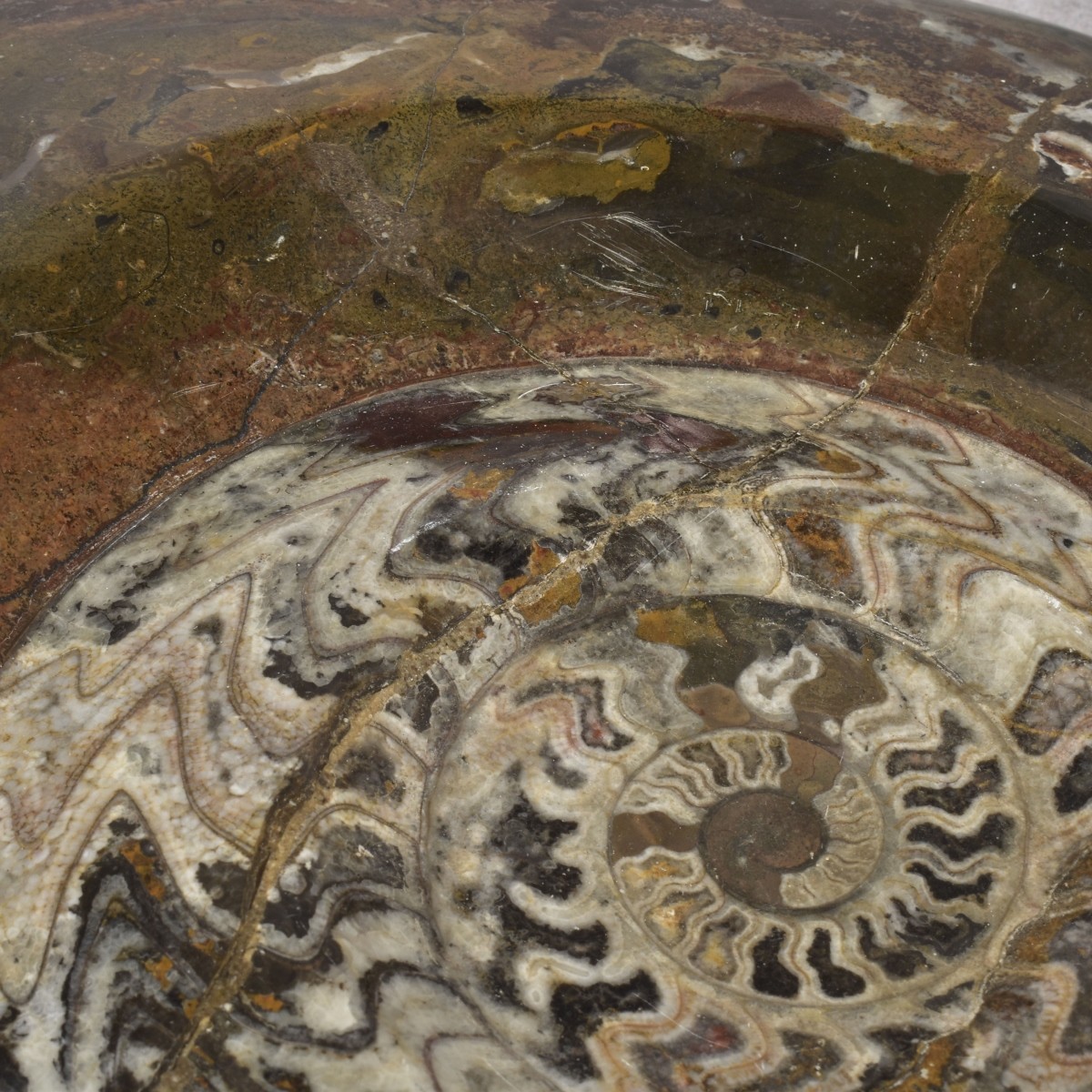Carved Nautilus Ammonite Fossil Stone