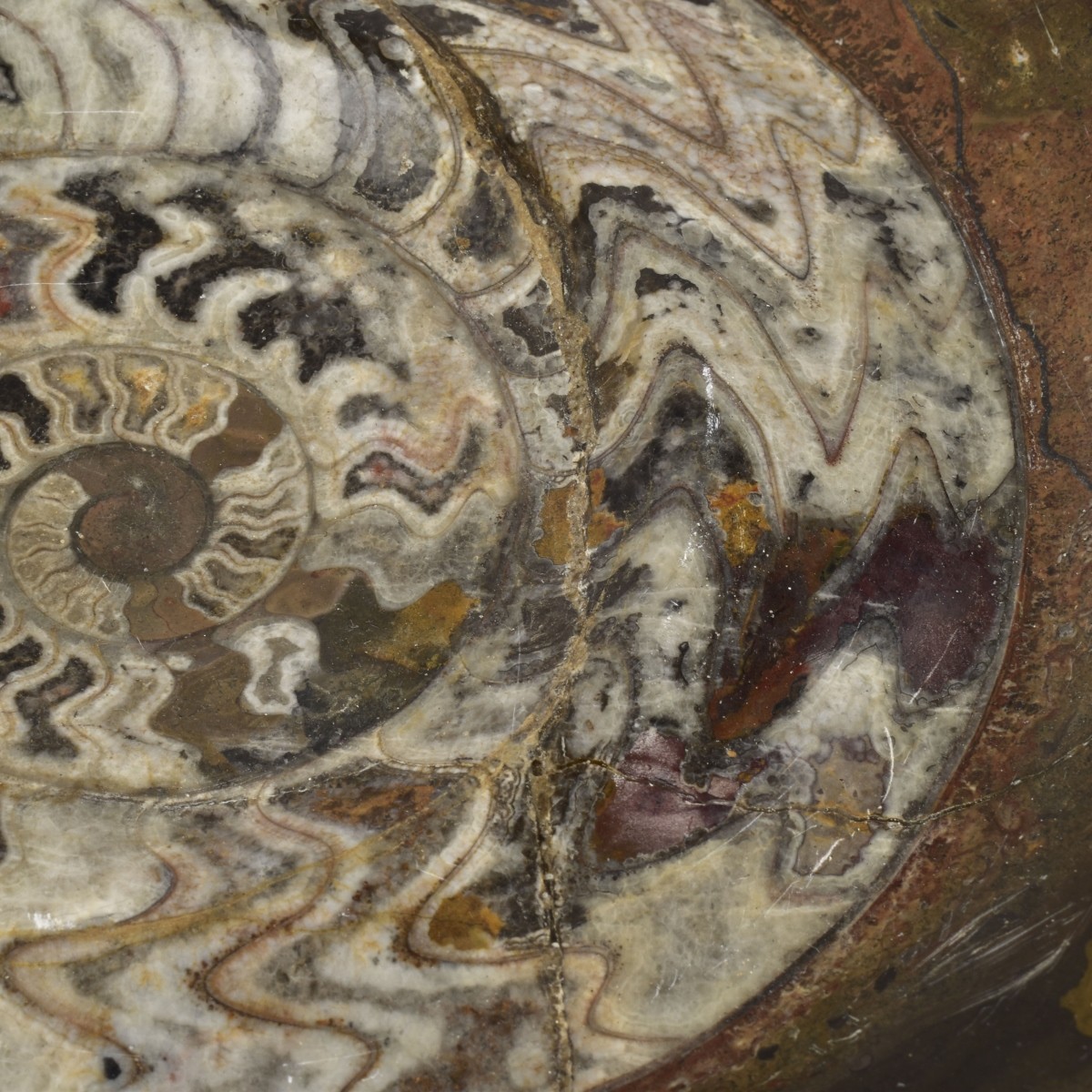 Carved Nautilus Ammonite Fossil Stone