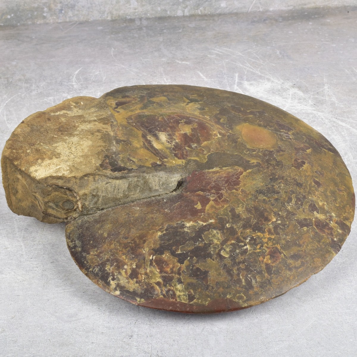 Carved Nautilus Ammonite Fossil Stone