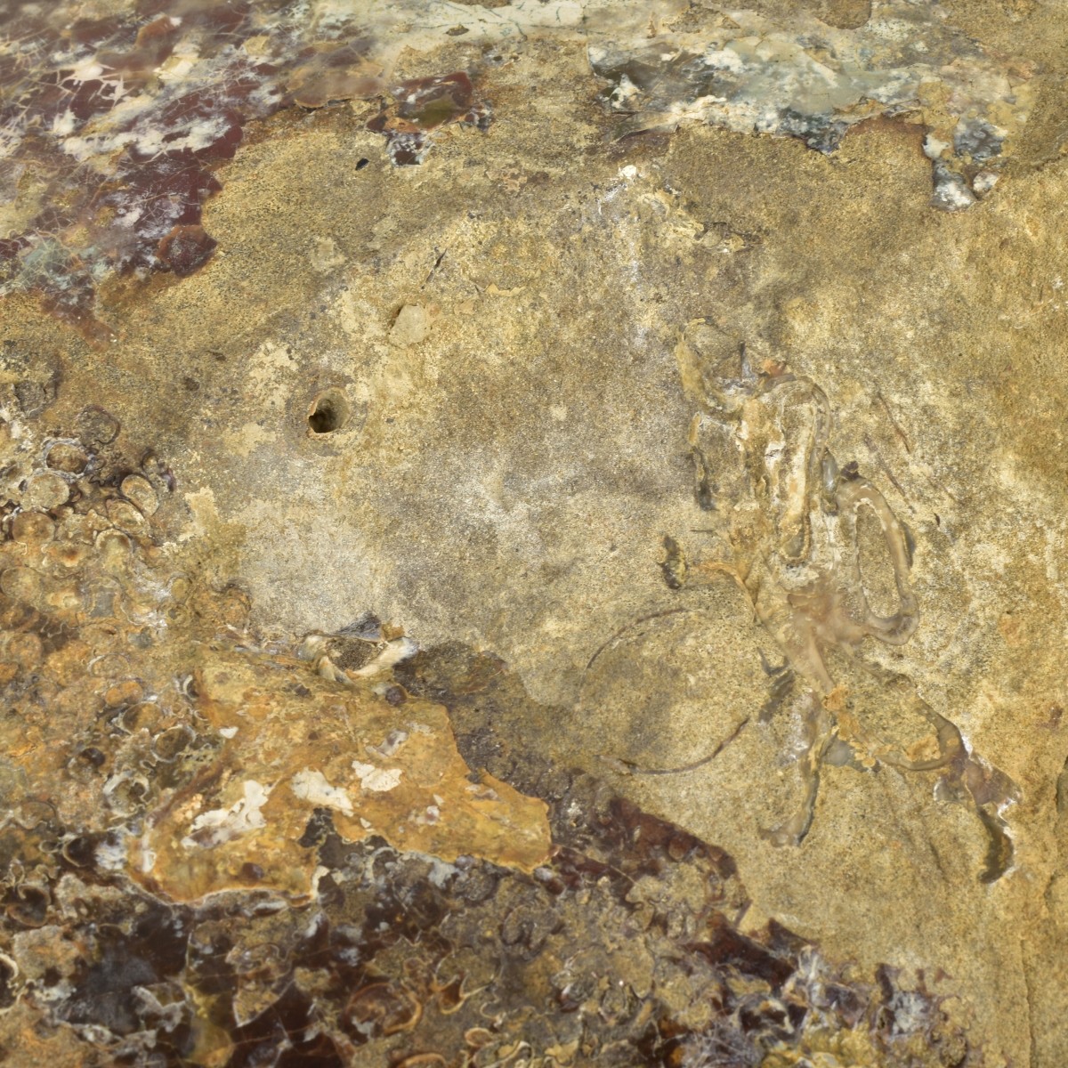 Carved Nautilus Ammonite Fossil Stone