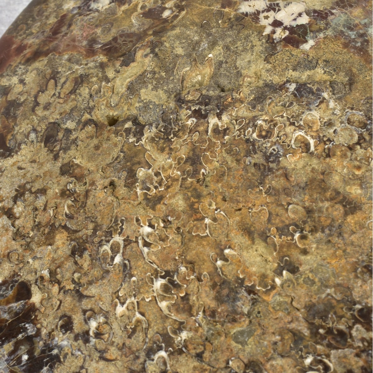 Carved Nautilus Ammonite Fossil Stone