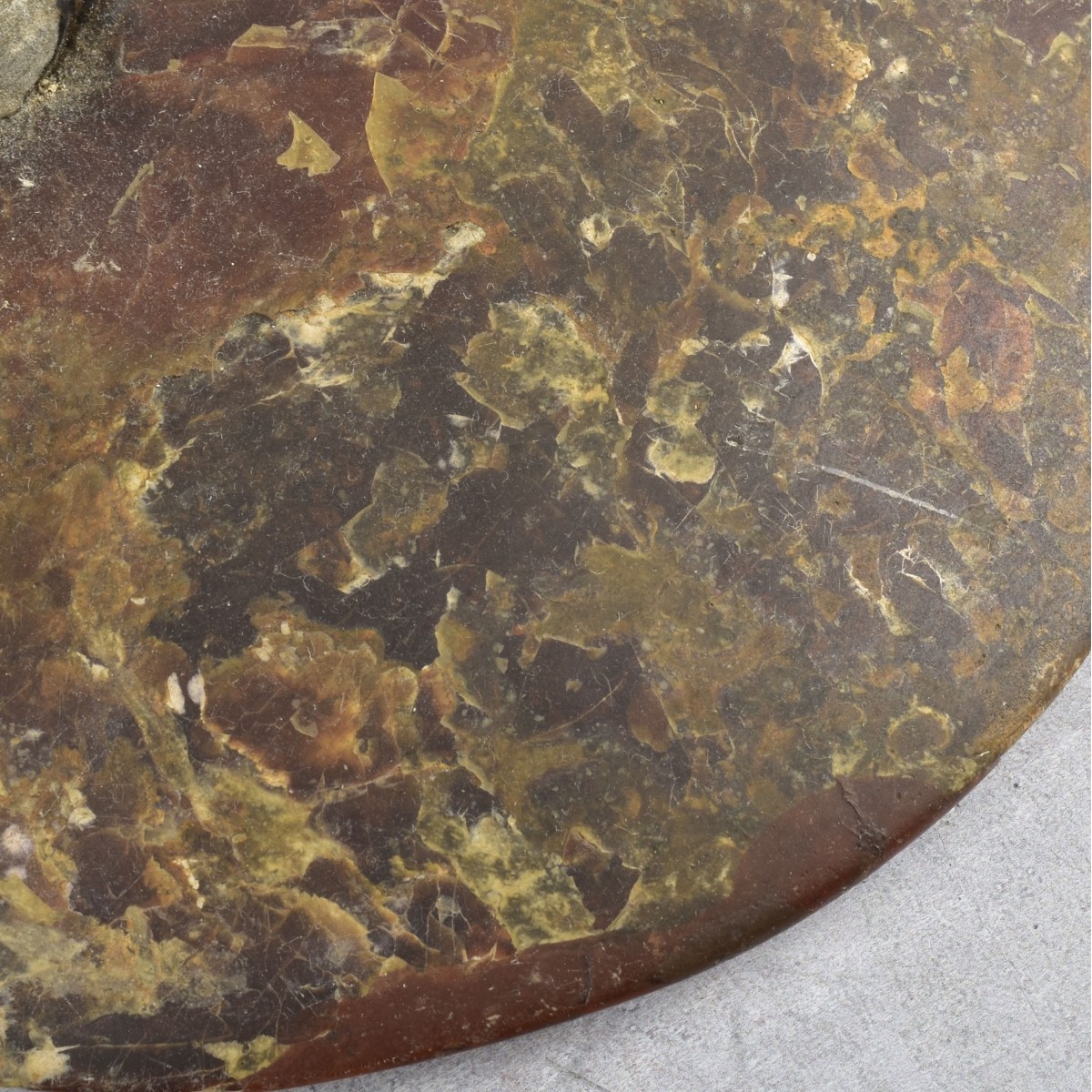 Carved Nautilus Ammonite Fossil Stone