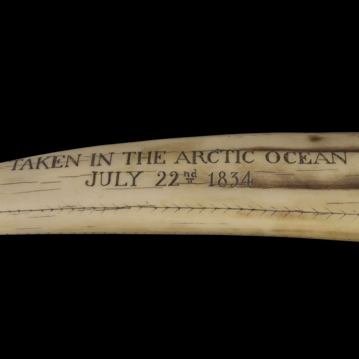 Faux Engraved Scrimshaw